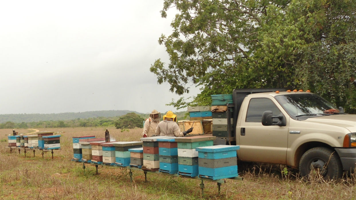 Entre El Tigre y Cantaura los apiarios se multiplican 