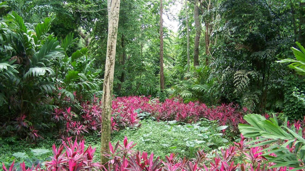 El Parque de la Exótica Flora Tropical es único en Venezuela
