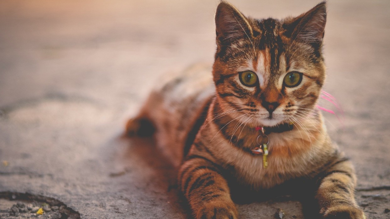 Los gatos, una mascota que demuestra su afecto de forma sutil / Pixabay