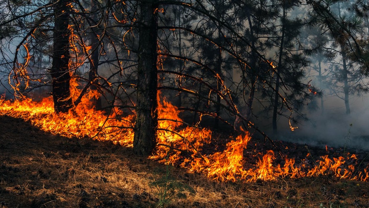Los incendios forestales afectarán el doble a los nacidos en 2020