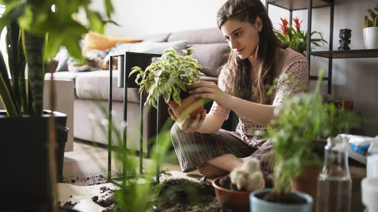 Las plantas le darán un toque especial a tu hogar