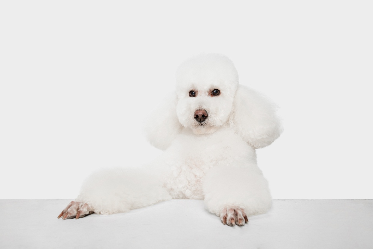 Милстой. Собака белый пол. Пушистые собаки на фоне стены. Мальчик блондин в белом костюме с белым котом и белым пуделем.